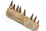 Mosasaur Jaw Section with Eight Teeth - Morocco #225282-1